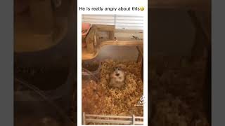 hamsters shorts scream funny hamster streaming🐹🥹 [upl. by Dreddy]