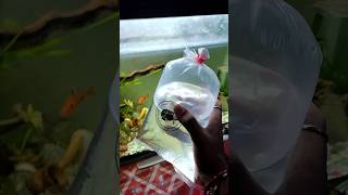 Safe fish acclimation process PlantedAquariumAquascapingAddingFishAquariumFish FishTankfish [upl. by Damha]