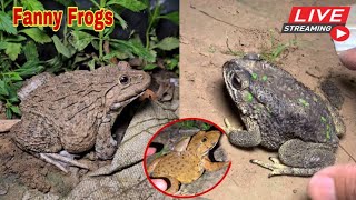 🐸Boing boing catching froggy funny  wep wep catch frogs make you laugh fannyvideo frog shorts p6 [upl. by Ebehp]