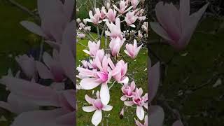 Stunning Magnolia Soulangeana Tree in Full Bloom [upl. by Wanda648]