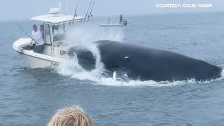 Whale capsizes boat fishing in Portsmouth Harbor off the New Hampshire coast [upl. by Alic64]