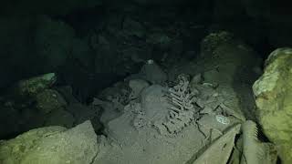 Extinct Alligator Skeletons found in Underwater cave [upl. by Ailedua]