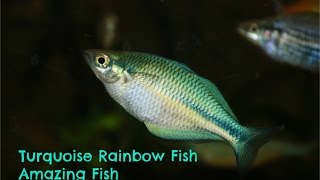 Turquoise Rainbowfish Amazing Fish [upl. by Buonomo156]