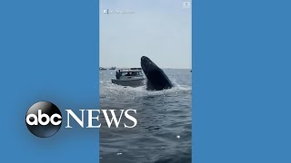 Whale lands on fishing boat off Massachusetts coast [upl. by Milda816]