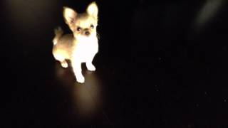 Chihuahua Puppy Barking [upl. by Atinuaj215]