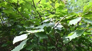 Alnus viridis Green Alder [upl. by Kirred]