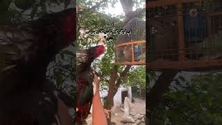 Check it 🫀 Lakha Aseel vs ❤️ viralvideo birds aseelmurga shortsviral fighting vs Tetor🫀reels [upl. by Biagio]