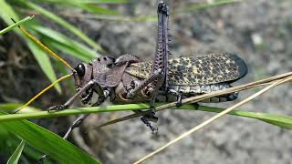 GRILOS CANTANDOSINGING CRICKETS [upl. by Josie668]