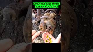 Remove all large Stones from the Cow’s Hoof fyp viral cow hoof hoofcare hoofpicking stone [upl. by Ruperto287]