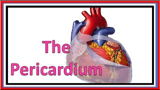 The Pericardium [upl. by Junko]