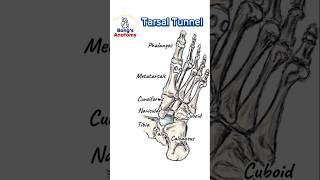 4D Tarsal Tunnel Tibialis Posterior not Anterior anatomy bones art illustration muscle [upl. by Hana]