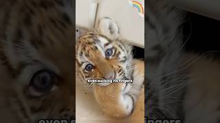 A cute little tiger tiger animal protection shortvideo [upl. by Filahk]