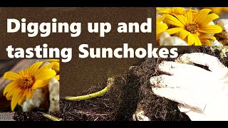 Digging up and tasting Sunchokes [upl. by Yelrah]