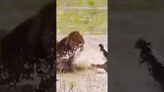 Lion vs crocodile fight in water pond lion lionfight crocodile crocodilevideo wildlife [upl. by Aratak]