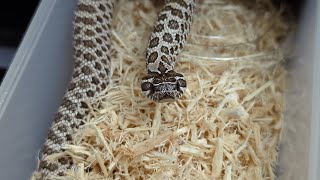 Hatching Hognose Snakes Big Moment First Feeding Session [upl. by Ardelia]