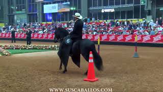 Campeonato Caballos de Paso Fino Colombiano Expointernacional Equina Feria de Flores 2018 [upl. by Charlotte27]