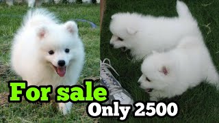 German Spitz puppies for sale only in 2500Indian Spitz puppies for sale in very low price [upl. by Eniloj]