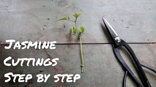 How to Propagate White Jasmine from Cuttings  STEPBYSTEP  Jasminum polyanthum [upl. by Oletta]