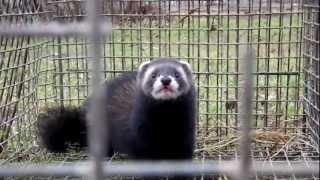 European Polecat [upl. by Eremehc]