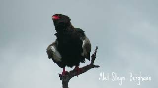 Berghaan  Bateleur [upl. by Tobey]