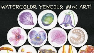 Watercolor Pencils TINY Botanical Illustration [upl. by Ilatan]