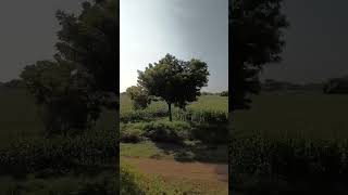 Train sound shorts youtubeshorts nature train railway travel viralshorts india [upl. by Iover467]