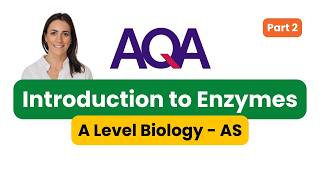 Introduction to Enzymes Part 2  AQA Biology  Year 12 [upl. by Angelina634]