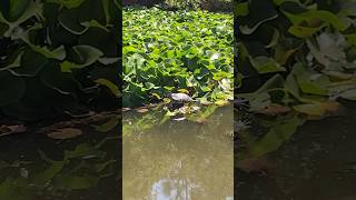 Red eared sliders Trachemys scripta elegans Emydidae are native to the Midwest amp invasive here [upl. by Kotto855]