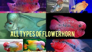 All Types Of Flowerhorn [upl. by Ibbison]