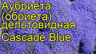 Аубриета дельтовидная Каскад блю Краткий обзор описание aubrieta deltoidea Cascade Blue [upl. by Sreip]