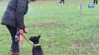 Vuurwerktraining voor honden [upl. by Dolora]