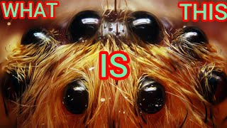 Discover the Top 10 Largest Spiders in the World  Fascinating Facts amp Information [upl. by Greyson297]