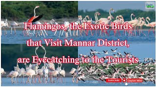 Flamingos the Exotic Birdsthat Visit Mannar Districtare Eyecatching to the Tourists CeylonWild [upl. by Nabala131]