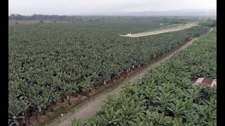 AGRONOTICIAS Oxfam Alemania denuncia las condiciones de producción bananeras de Ecuador y Costa Rica [upl. by Acinomal768]