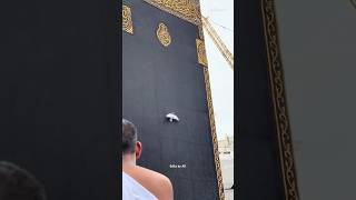 Bird on Kaaba 🕋😍 editsbyak maherzain makkahmadina ramadan2025 hajj2025 nasheed foryou love [upl. by Jelena]