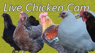 Live Chicken Cam Trailer [upl. by Akirea]