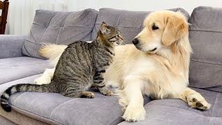 Golden Retriever Tries to make Friends with a Funny Cat [upl. by Selij]