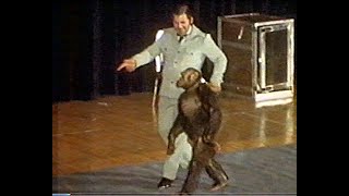 Oliver the enigmatic bipedal chimp featured on Fortean TV [upl. by Telfer603]