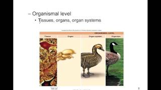 GCSE Biology  Gas Exchange and Lungs 26 [upl. by Maryly]