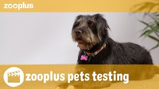 Pipa  zooplus pets testing PURINA PRO PLAN Fortiflora Canine Probiotic [upl. by Adebayo]