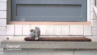 Baby Noisy Miner Birds Cuddling on Doorstep [upl. by Loseff678]