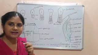 Class 12  CBSE CHSE OAV Embryogeny in Monocot [upl. by Lesoj]