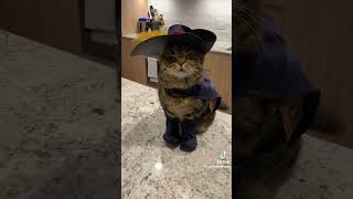 Funny Cat Dressed As Puss In Boots shrek cat funny [upl. by Ethelind]