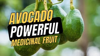 Avocado Properties and Medicinal Use [upl. by Ahsienod184]