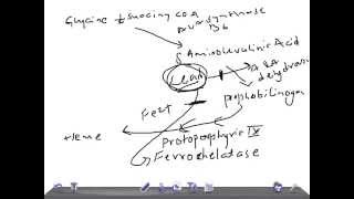 Medical Video Lecture Lead poisoning on Heme synthesis Biochemistry [upl. by Gayla]