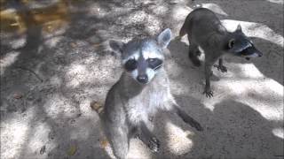 Mapaches comiendo Chetos 3 [upl. by Hairim977]