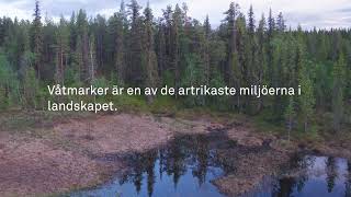 Hållbara landskap  Våtmarker  Naturvårdsverket [upl. by Namwen174]