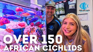 The LARGEST African Cichlid Supplier Aquarium Central Tour [upl. by Rett]