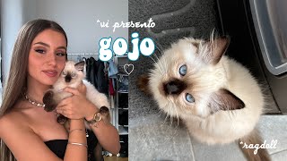 Vi Presento Gojo  vlog [upl. by Enelkcaj67]