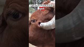 गाय के सींग क्यों काटे जाते हैं  dehorning cow [upl. by Suirrad]